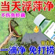 浮萍清除剂鱼塘水草浮萍一扫光三天池塘清除青苔水花生芦苇烂根剂