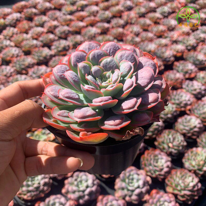 高档雨滴 多肉植物稀有多肉品种栽小老f桩萌 肉组合盆肉阳台绿ins