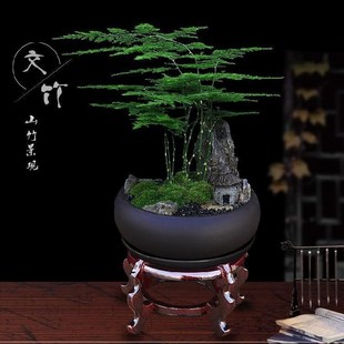Indoor potted plants indoor sitting room flowers micro
