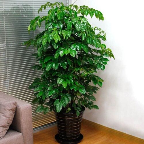 Happiness e potted indoor big happiness e plant green