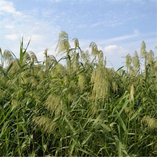 Light color wedding flowers bunch natural dried pampas grass