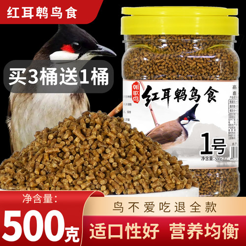 朝歌鸟1号屁股白头翁日常营养