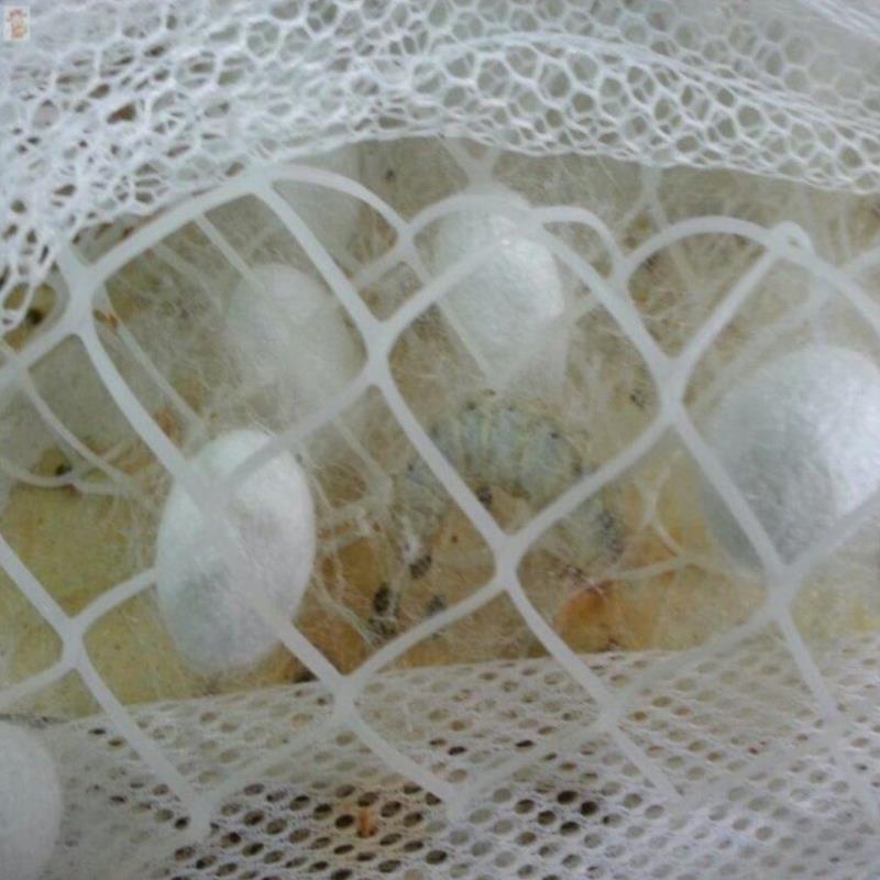 蚕吐丝架用方格簇结茧架s养蚕专用架子结蚕网蚕宝宝吐丝扇的纸板