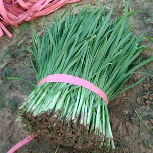 山东韭菜 新鲜韭菜 莘县食用蔬菜生产基地2斤/ 4斤包邮到家