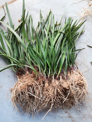 现挖紫根细叶韭菜根