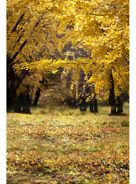 新款秋天季少女写真黄色银杏枫树落叶网红少女感写真背景布高级感小红书爆款直播间背景墙儿童影棚室MH-2001