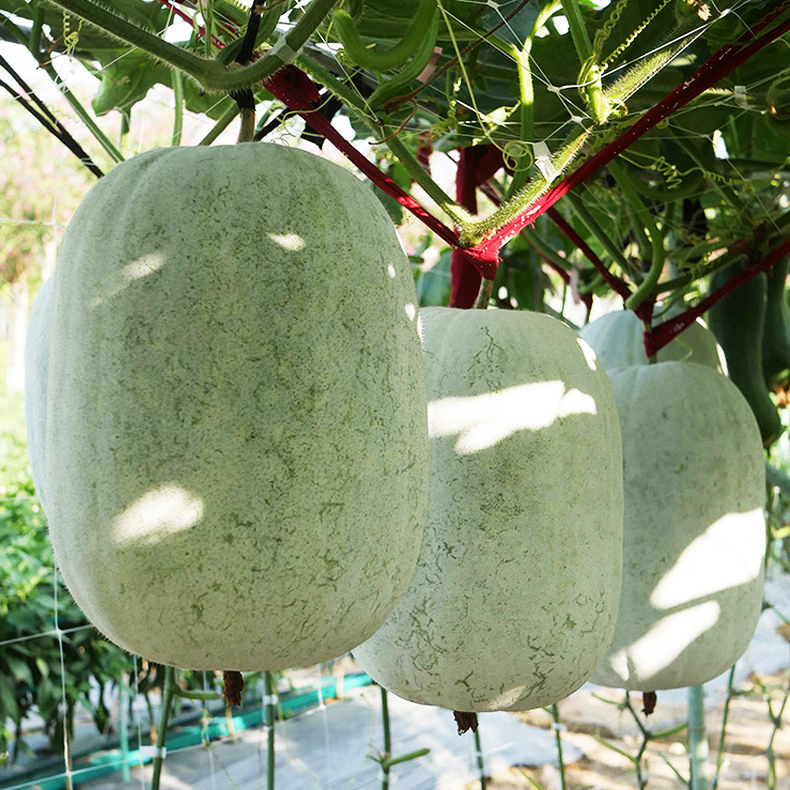 粉皮冬瓜种孑巨型小冬瓜种子种籽庭院高产南方白皮冬瓜种比较好种