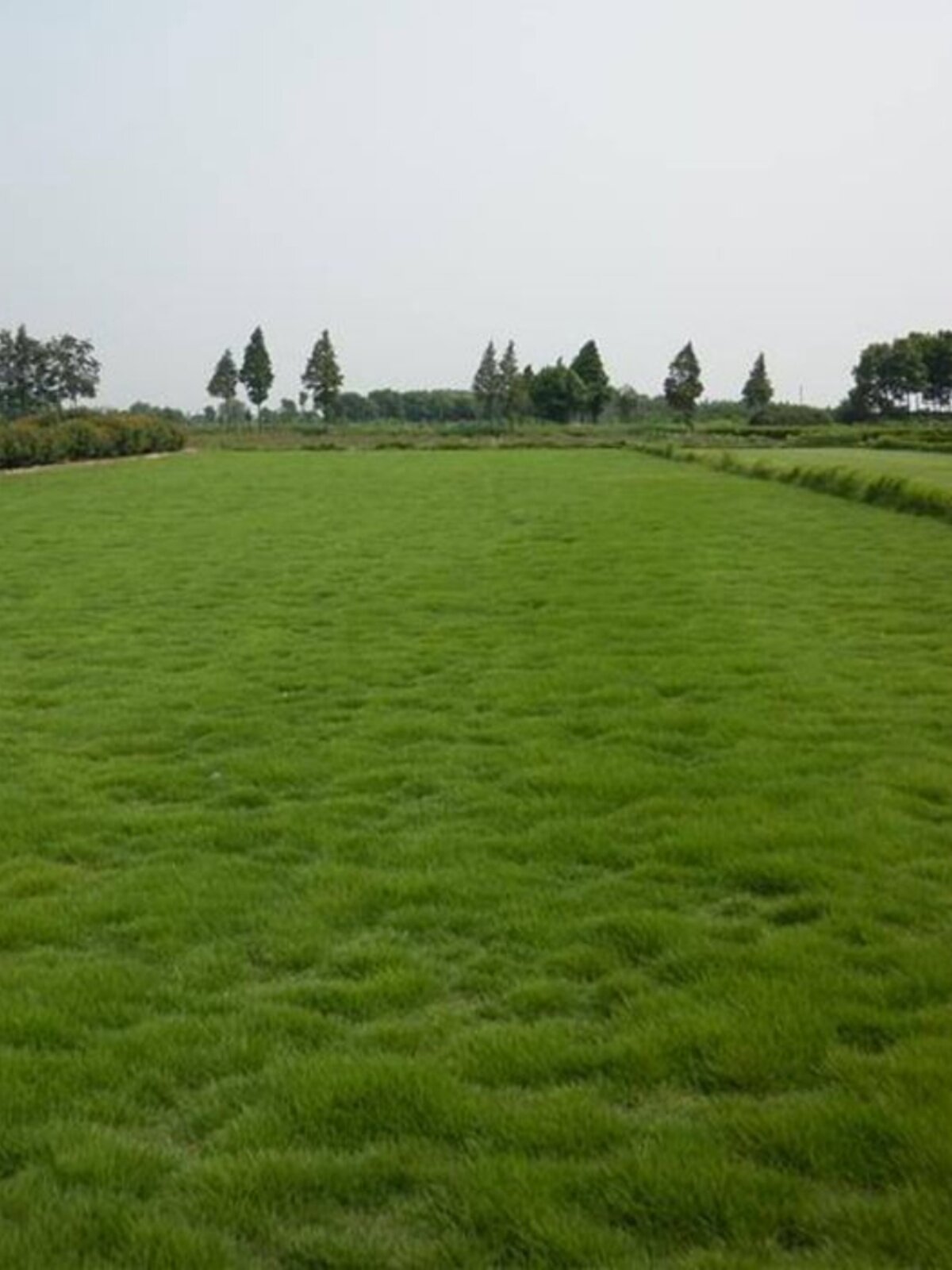 耐热型草籽高羊茅高种子高羊茅草坪种子高羊毛四季常青护坡绿化