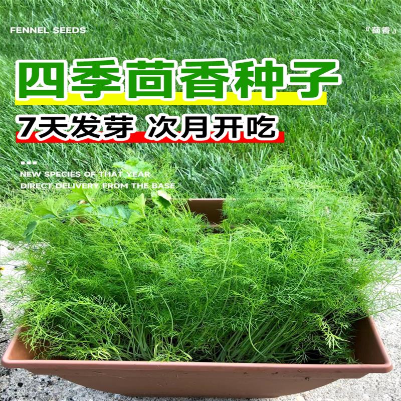 茴香菜种籽秋播蔬菜种子孑南方阳台小茴香苗盆栽自种菜籽四季种植