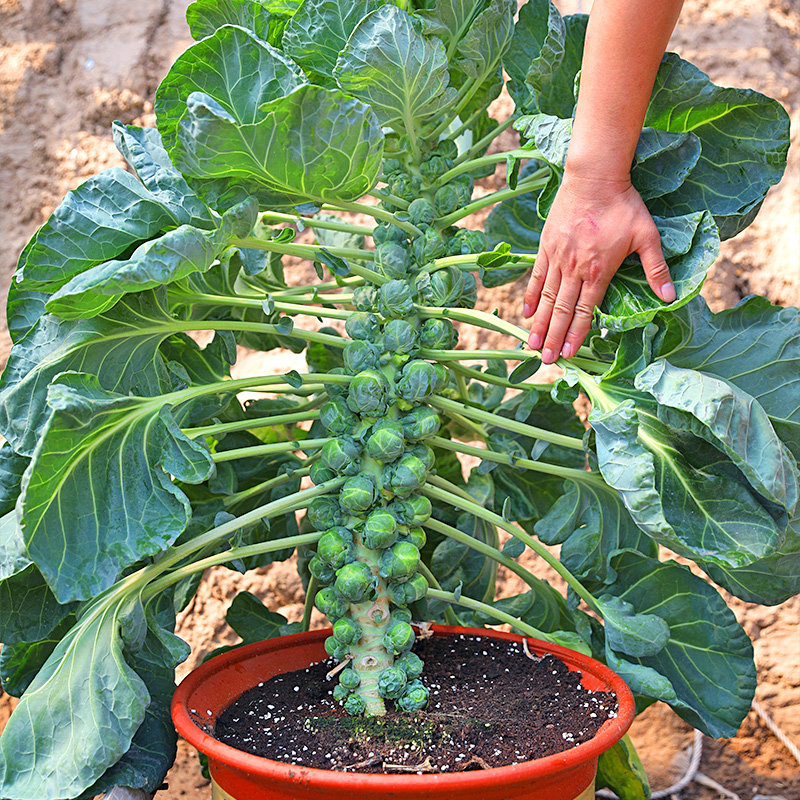 抱子甘蓝种子苗紫色孢子甘蓝种籽富兰克林秋季盆栽特色孑观赏食用