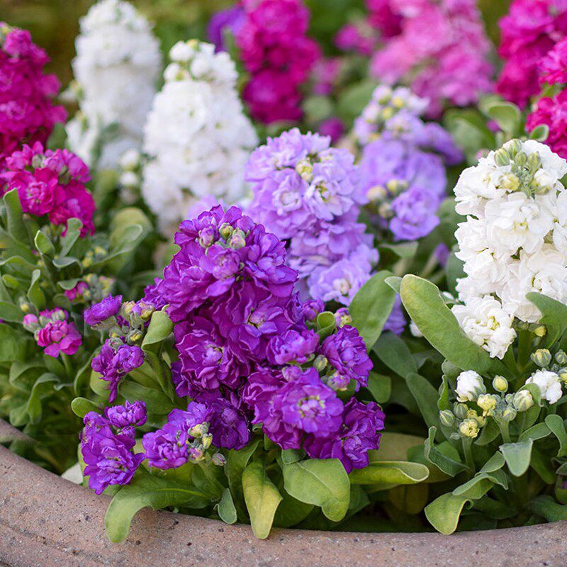 切花紫罗兰花种子籽四季播种开花阳台室内外庭院易活芳香花卉宿根