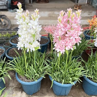 重瓣晚香玉种球盆栽夜来香浓香型鲜花卉绿植物庭院郁金香百合花苗