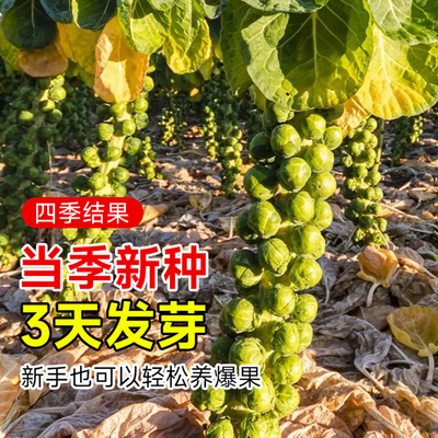 孢子甘蓝种子秧苗四季种植