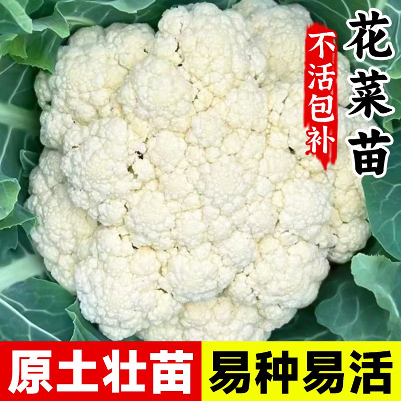 花菜苗白花菜秧苗西兰花苗