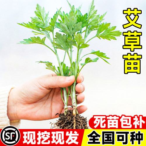 药用食用大叶艾草根种植艾草种子