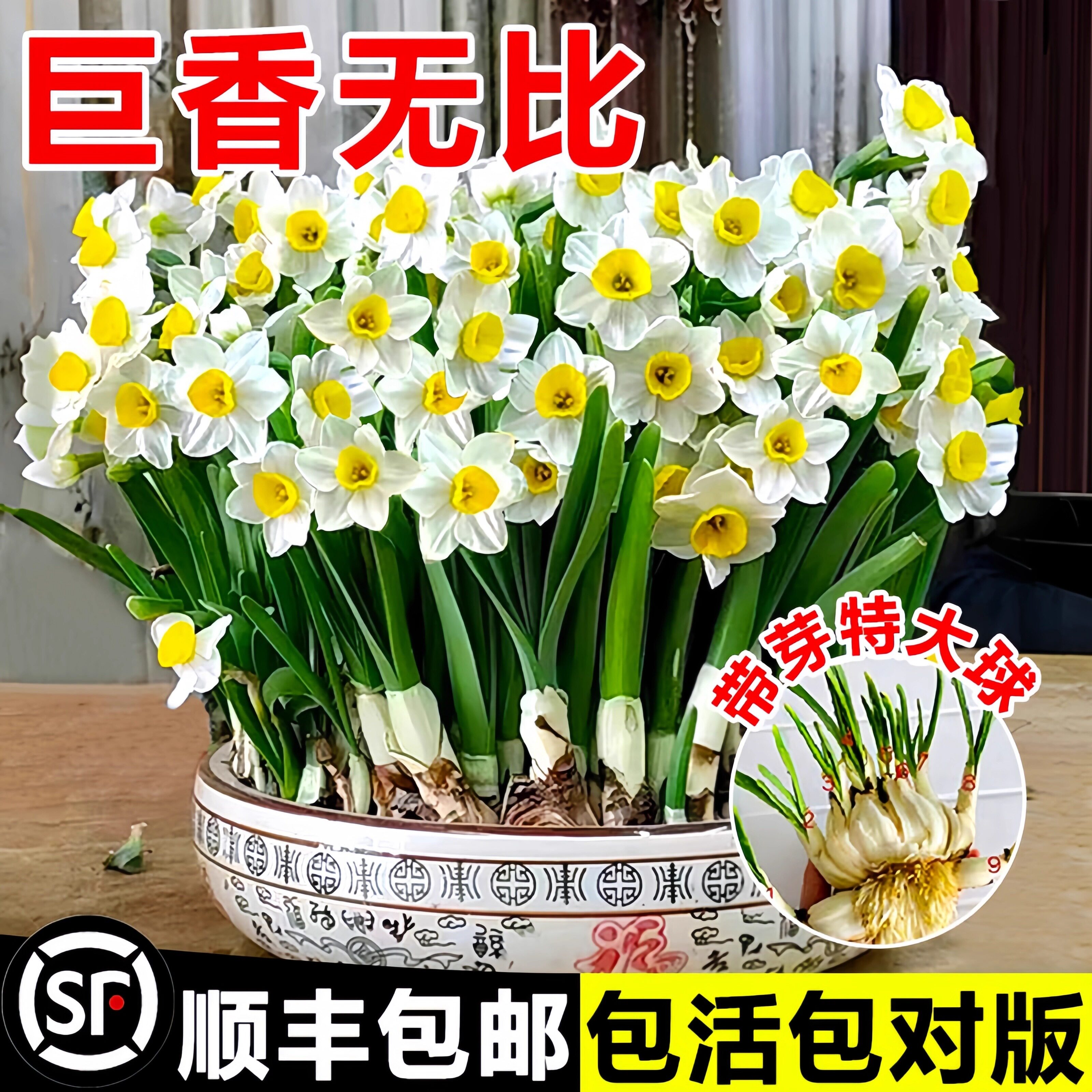 水仙花种球盆栽水养绿植花卉四季耐寒阳台重瓣郁金香水培植物图片