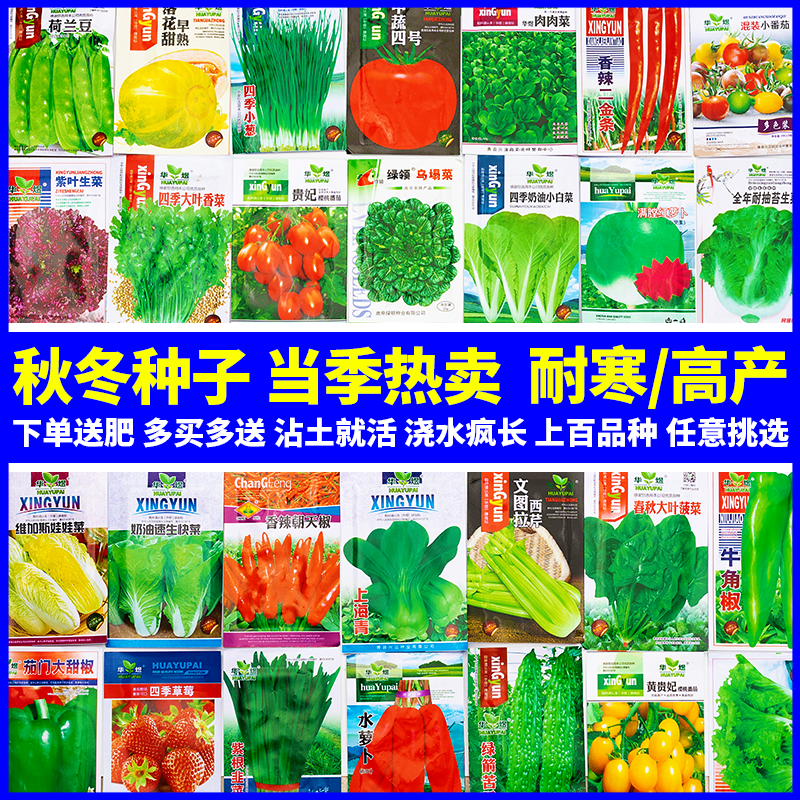 秋冬季菜种籽大全菜种耐寒秋天种的蔬菜种子高产自种小包菜种孑