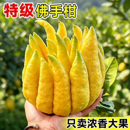 佛手柑鲜果新鲜佛手瓜切带枝