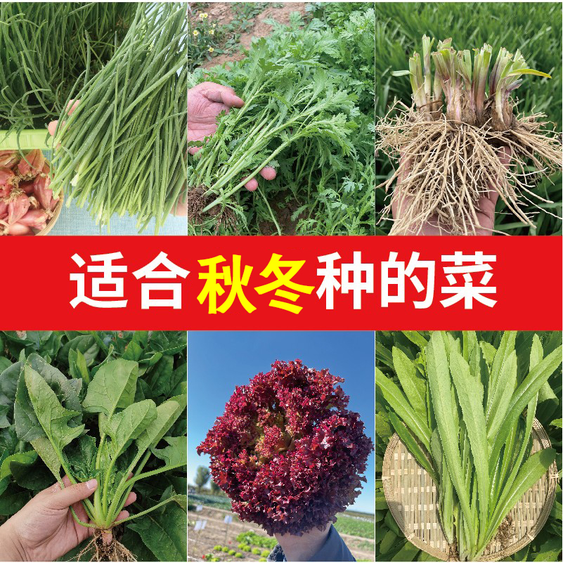 四季播种蔬菜种子大全菜种籽阳台高产香菜籽种青菜菠菜生菜种孑