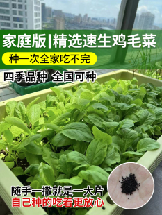鸡毛菜菜籽种四季 大全小白菜青菜油菜种孑上海青速生阳台蔬菜种子