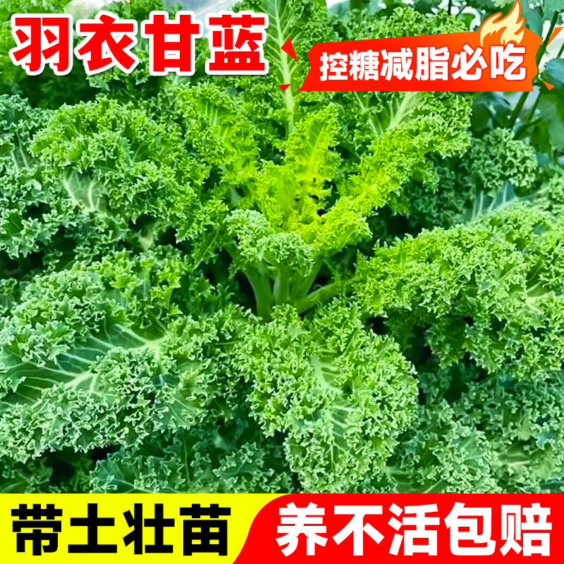 羽衣甘蓝苗秧苗羽衣甘蓝盆栽