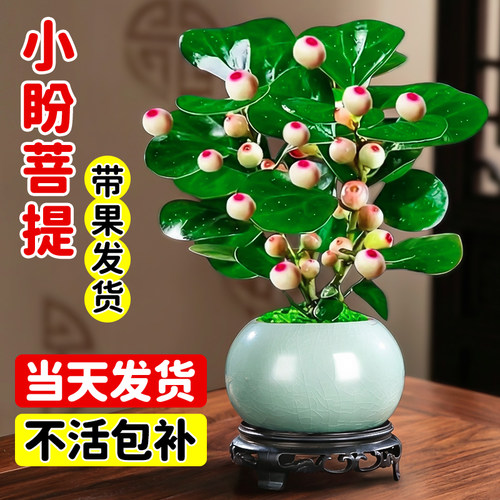 菩提树盆栽小盼带果景室内