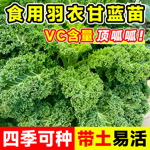羽衣甘蓝苗耐寒秋冬蔬菜苗