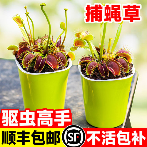 超大捕蝇草盆栽猪笼耐寒绿