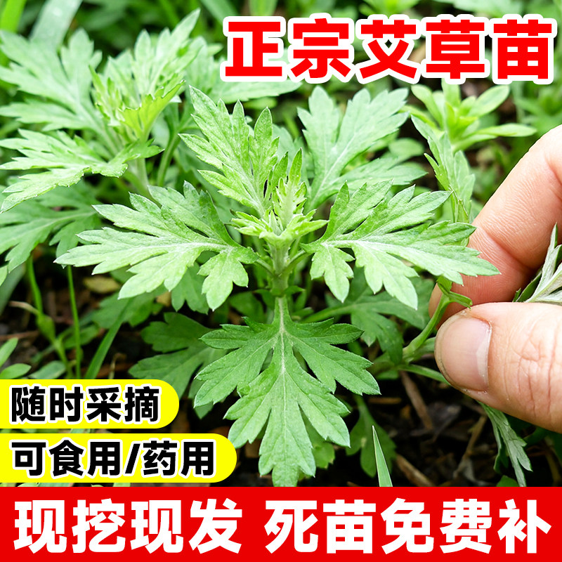 药用食用大叶艾草根种植艾草种子苗驱蚊艾蒿新鲜四季带根艾草苗
