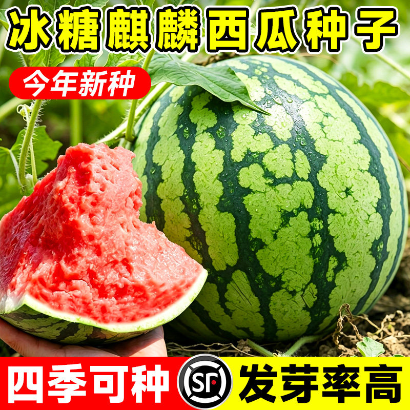 冰糖麒麟高产西瓜种子甜瓜无籽薄皮四季种植庭院8424美凤种籽大全