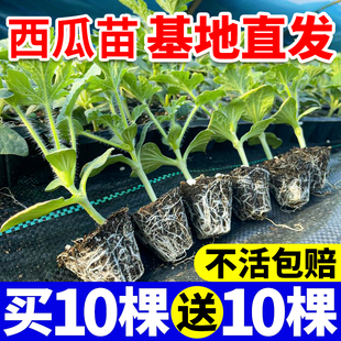 8424冰糖麒麟西瓜苗早佳懒汉无籽美都黄壤西瓜秧苗盆栽地栽阳台苗