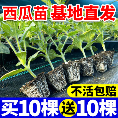 8424冰糖麒麟西瓜苗早佳懒汉无籽美都黄壤西瓜秧苗盆栽地栽阳台苗