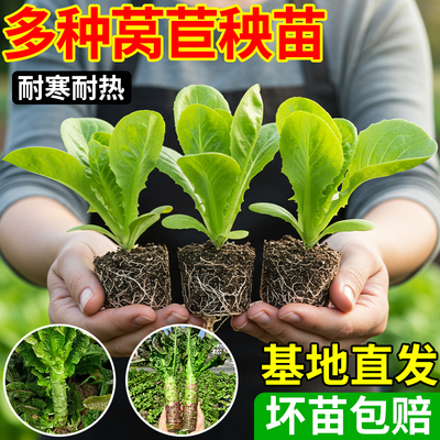 莴苣苗蔬菜秧苗阳台种植地栽现货