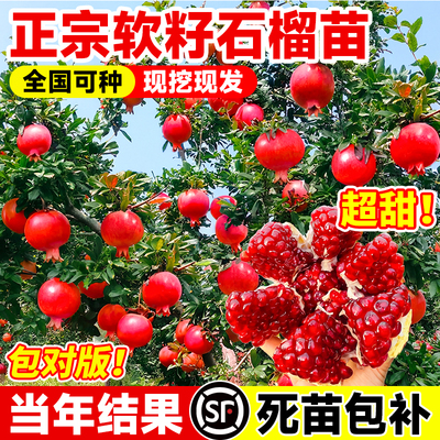 石榴树树苗突尼斯软籽无籽蒙阳红石榴盆栽庭院果树果苗特大号带土
