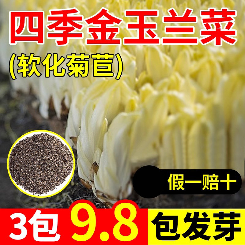 金玉兰菜种子根苗软化菊苣种籽苦苣蔬菜苗种孑四季庭院种植秋冬播