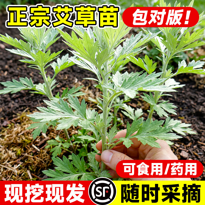 药用食用大叶艾草根种植艾草种子苗驱蚊艾蒿新鲜四季带根艾草苗