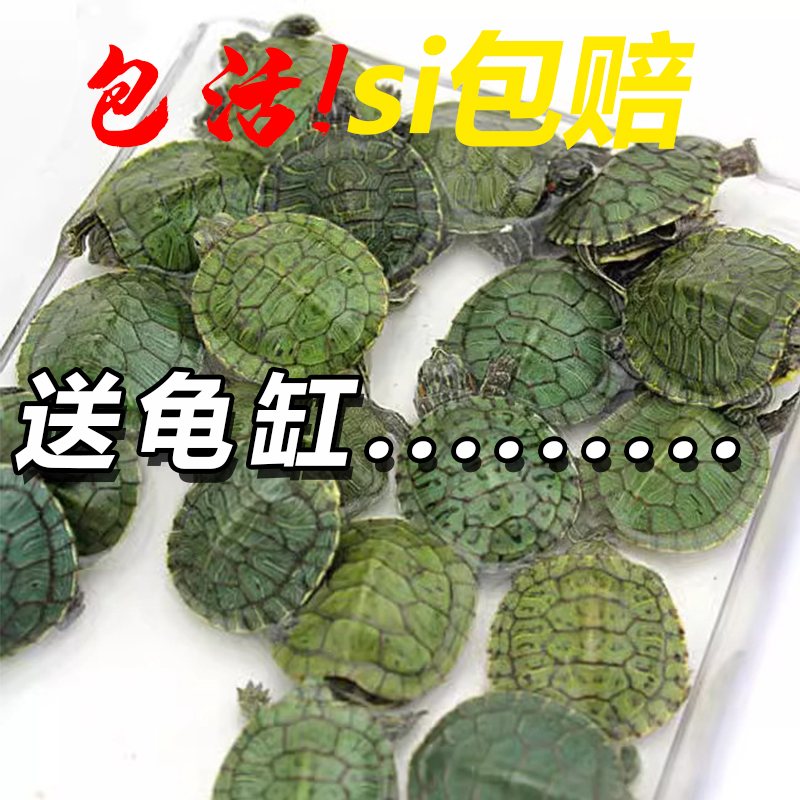 招财巴西龟网红小乌龟