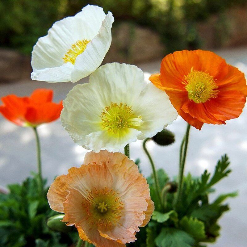 进口冰岛虞美人种子芭蕾舞系列春季秋季播种好发芽阳台专用花卉籽