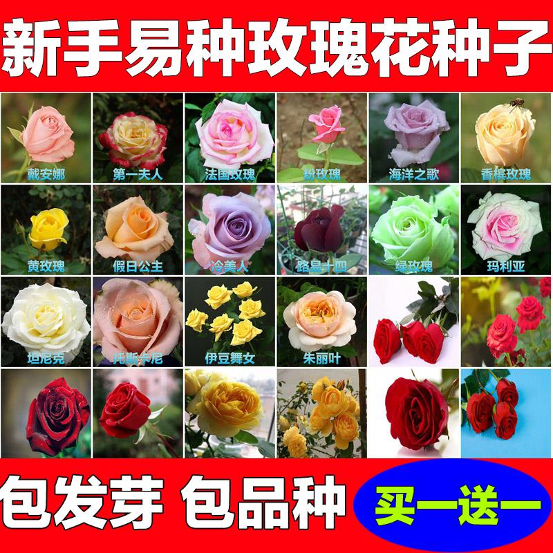 玫瑰花种子四季种植耐寒蔷薇月季花种籽易活室内室外盆栽花卉种孑