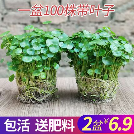 铜钱草植物盆栽室内水培带叶桌面盆景金钱草吸甲醛办公绿植水培