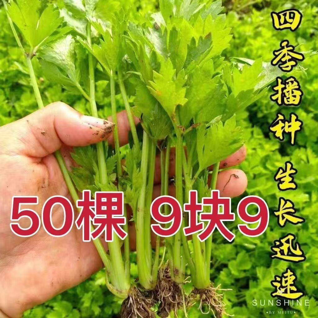 四季芹菜苗幼苗小香芹苗大芹菜苗大肉西芹秧苗地栽阳台蔬菜苗种值,鲜花速递/花卉仿真/绿植园艺,家庭园艺种子,淘宝优惠券,粉丝福利购,淘宝优惠卷