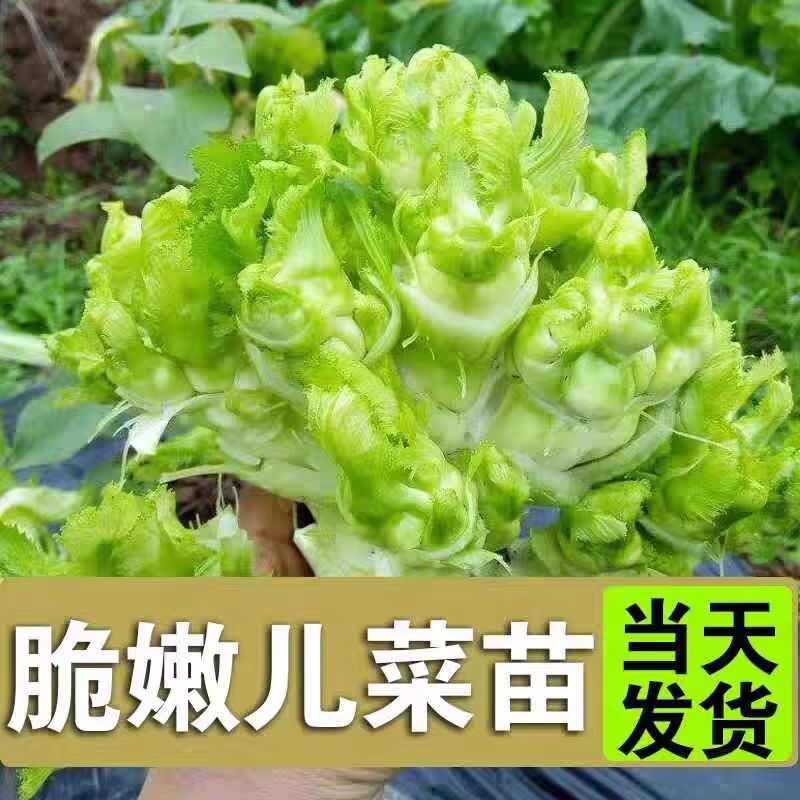儿菜苗秧苗秋季高产榨菜苗西兰花抱子芥娃娃菜胖子地栽盆栽蔬菜苗