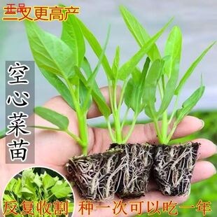 三叉空心菜小叶空心菜秧苗通心青梗菜苗阳台小院蔬菜苗易栽易活