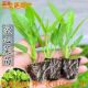 三叉空心菜小叶空心菜秧苗通心青梗菜苗阳台小院蔬菜苗易栽易活