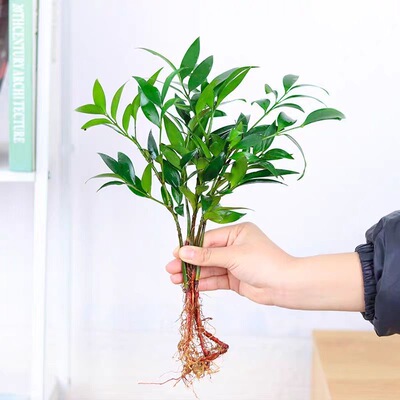驱蚊竹柏水培植物室内净化空气