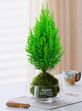 圣诞树小香松盆栽绿植四季常青香味懒人植物香冠柏室内办公桌花卉
