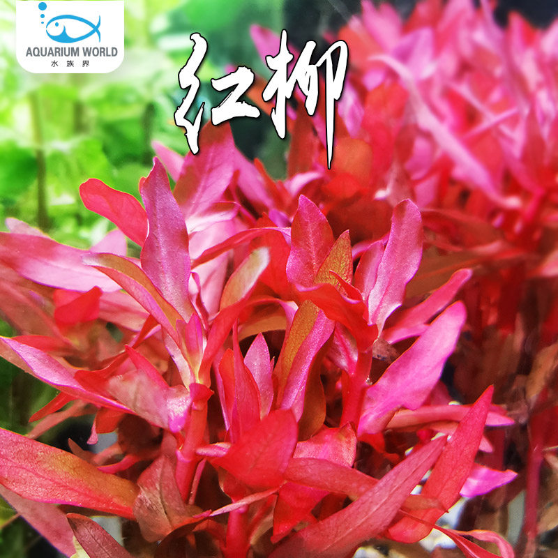红柳红色水草有茎类水族鱼缸观赏装饰造景中后景新手好养易活