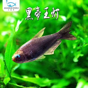 黑帝王灯鱼水族鱼缸观赏鱼小型热带鱼新手鱼天使鱼斑马鱼孔雀鱼
