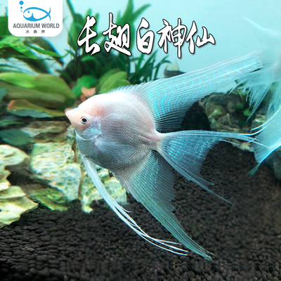 长翅白神仙热带鱼燕鱼观赏鱼