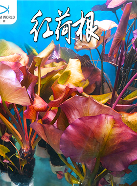 红荷根真水草水族淡水中后景鱼缸造景好养易活睡莲颗植物懒人阴性